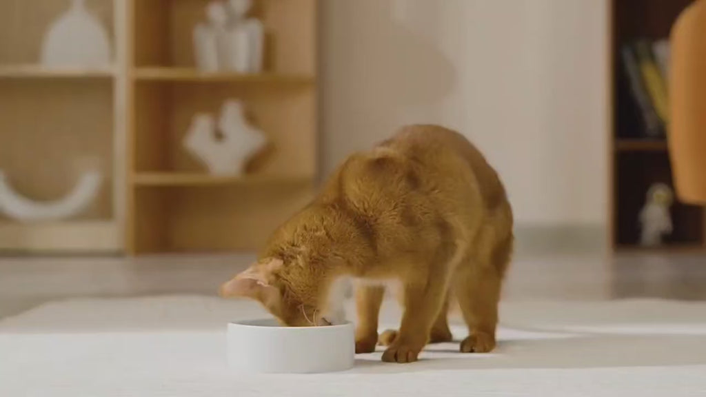 Smart Pet Water Dispenser